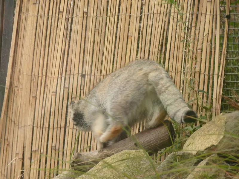 A photograph of Akiko in Edinburgh Zoo