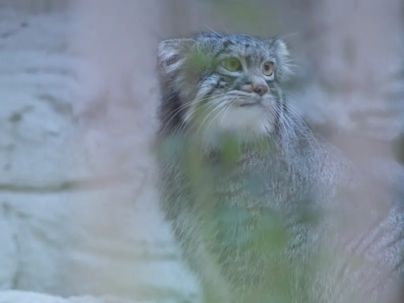 A photograph of Figa in Nogeyama Zoo