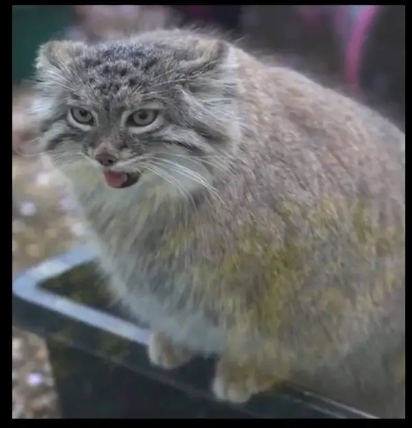 A photograph of a Pallas's cat