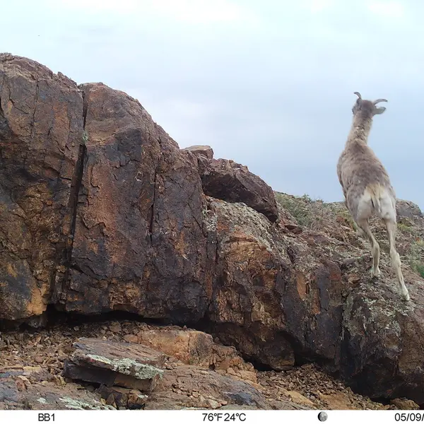 A photograph of Argali from Aktas-Kunkora camera trap