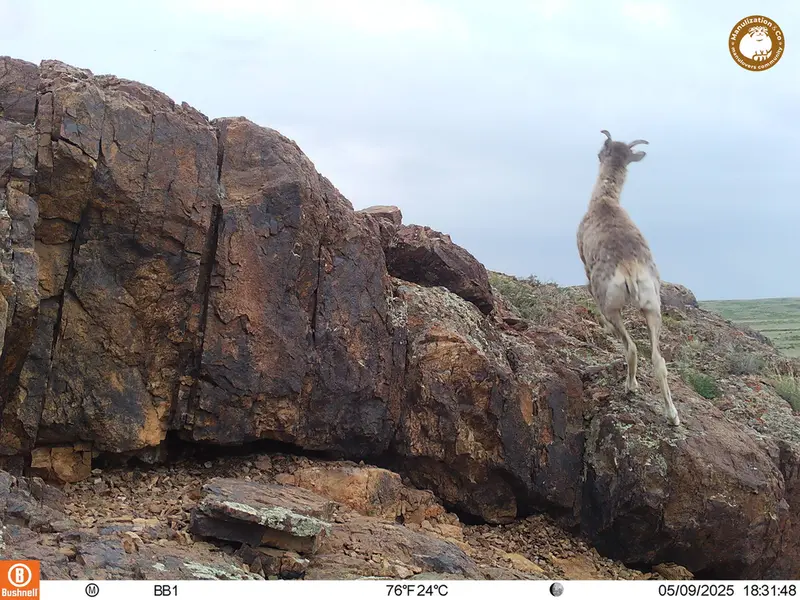 A photograph of Argali from Aktas-Kunkora camera trap