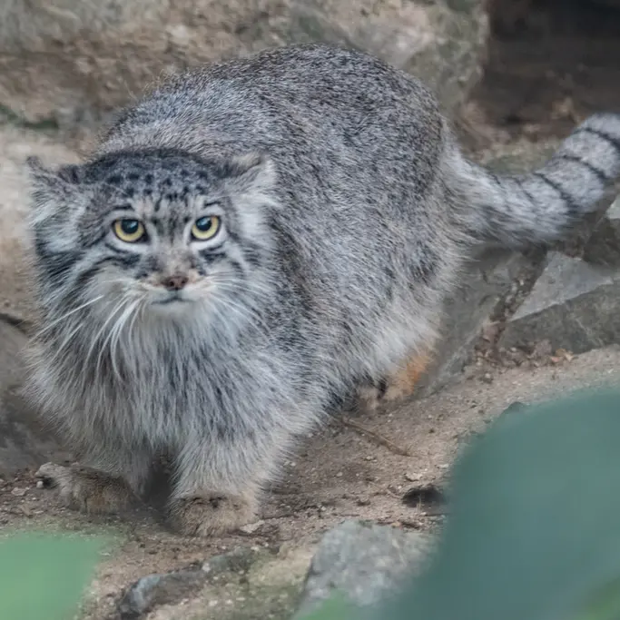 A photograph of Ariunaa in Brno Zoo