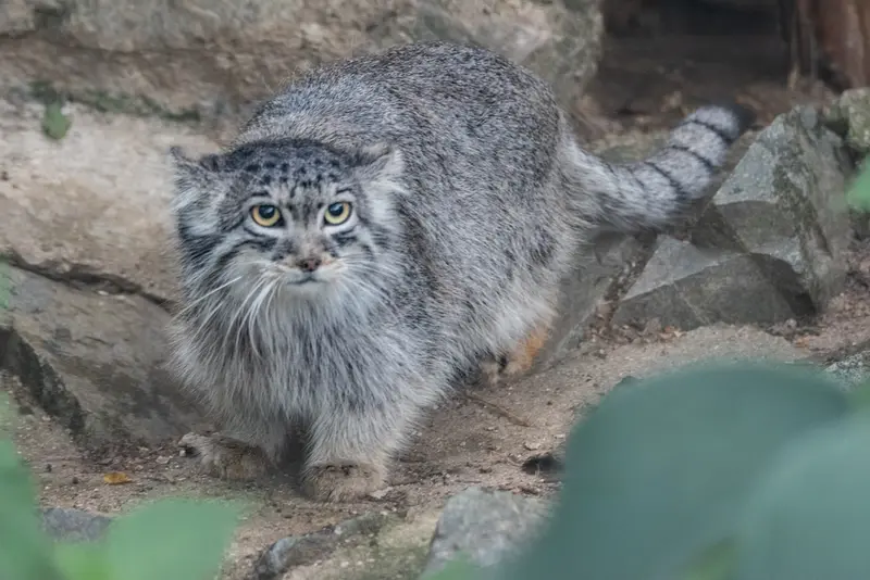A photograph of Ariunaa in Brno Zoo