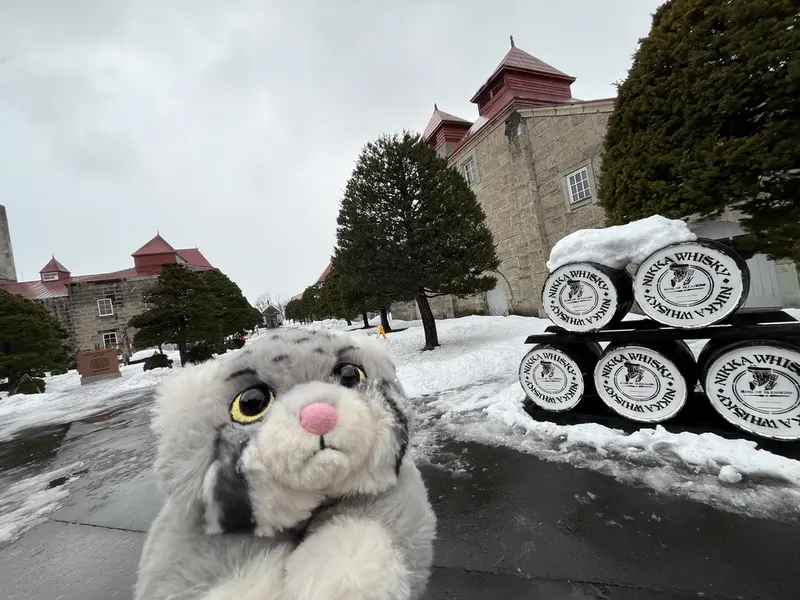 A photograph of a Pallas's cat