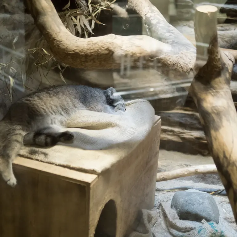 A photograph of Klyon in Ueno Zoological Gardens