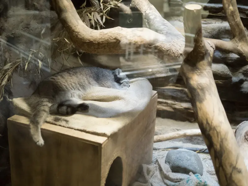 A photograph of Klyon in Ueno Zoological Gardens