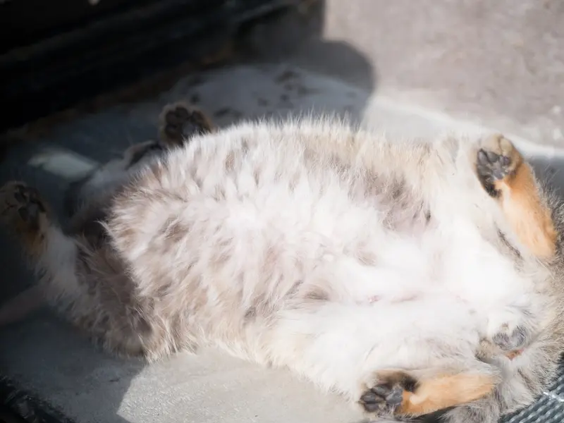 A photograph of Grusha in Asahiyama Zoo