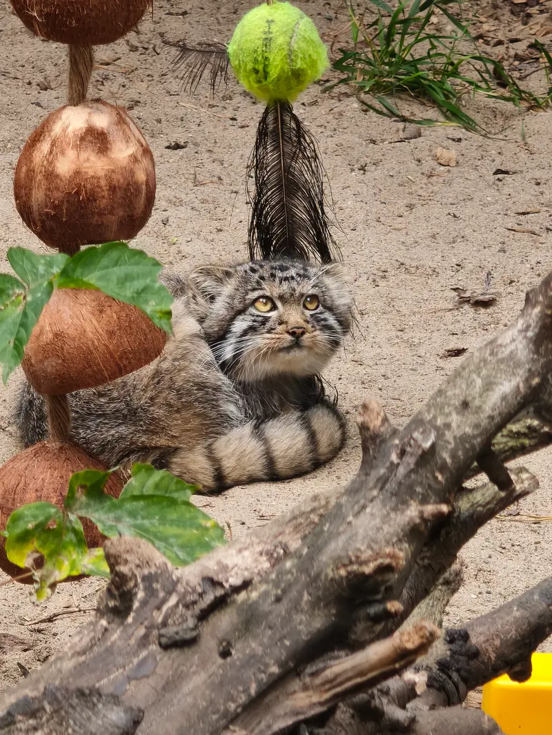A photograph of a Pallas's cat in Novosibirsk Zoo