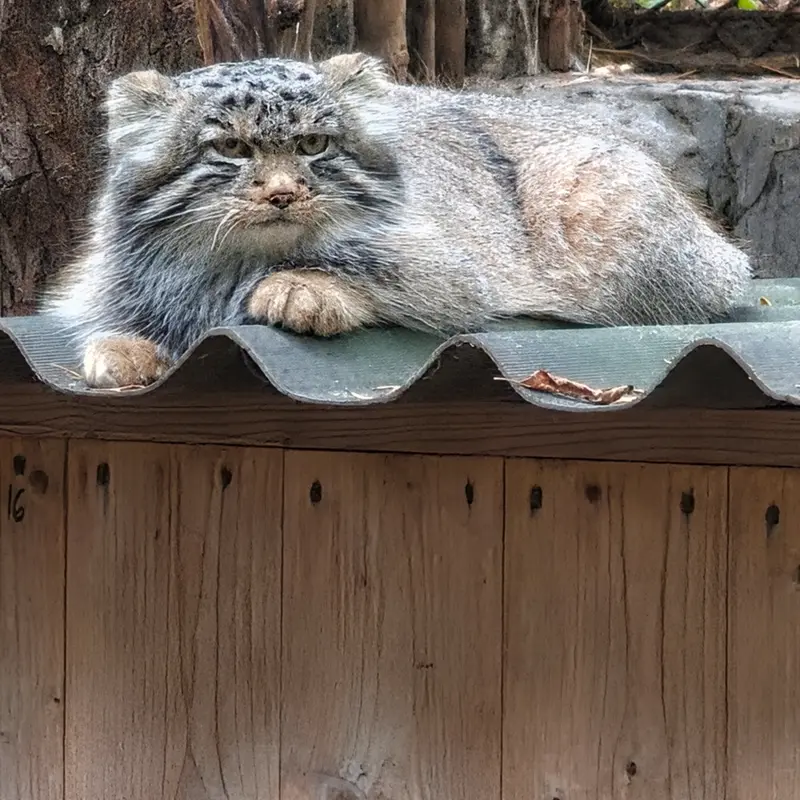 A photograph of a Pallas's cat in Novosibirsk Zoo