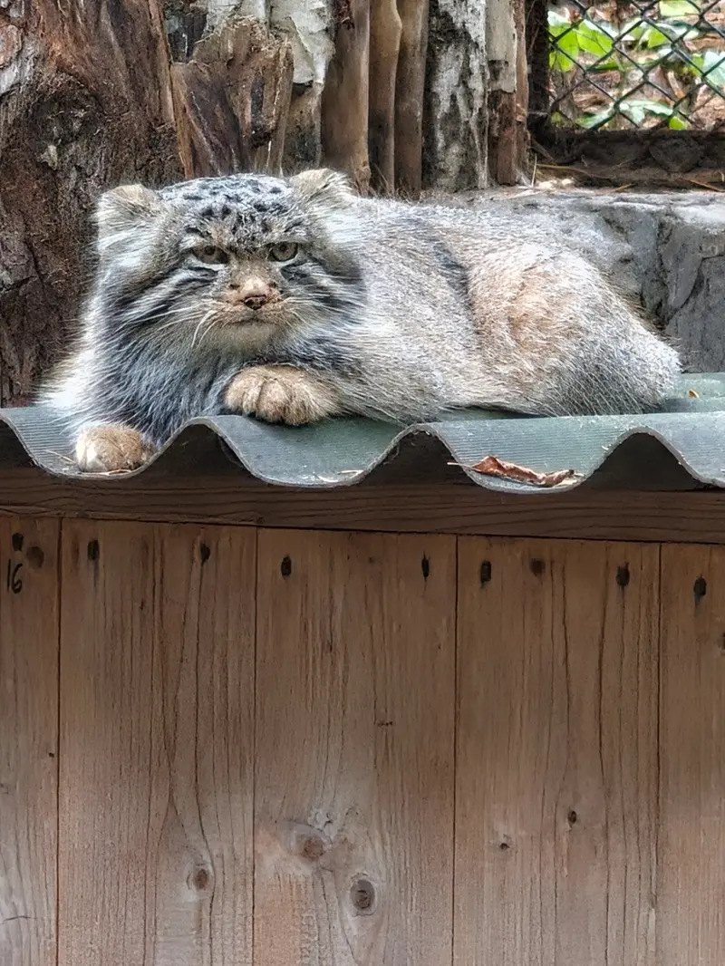 A photograph of a Pallas's cat in Novosibirsk Zoo