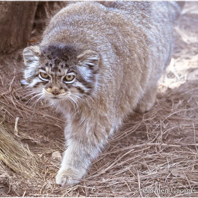 A photograph of Nadia in Cheyenne Mountain Zoo