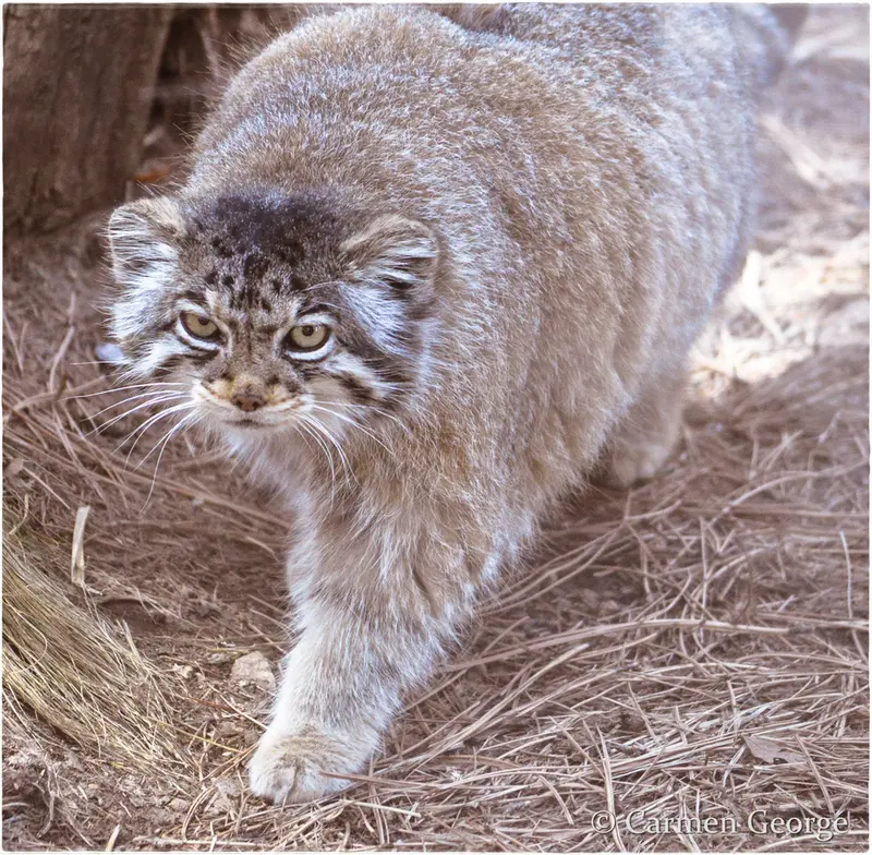A photograph of Nadia in Cheyenne Mountain Zoo