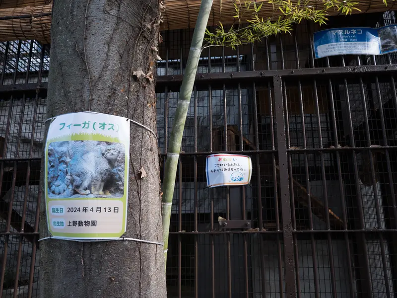 A photograph of a Pallas's cat in Nogeyama Zoo