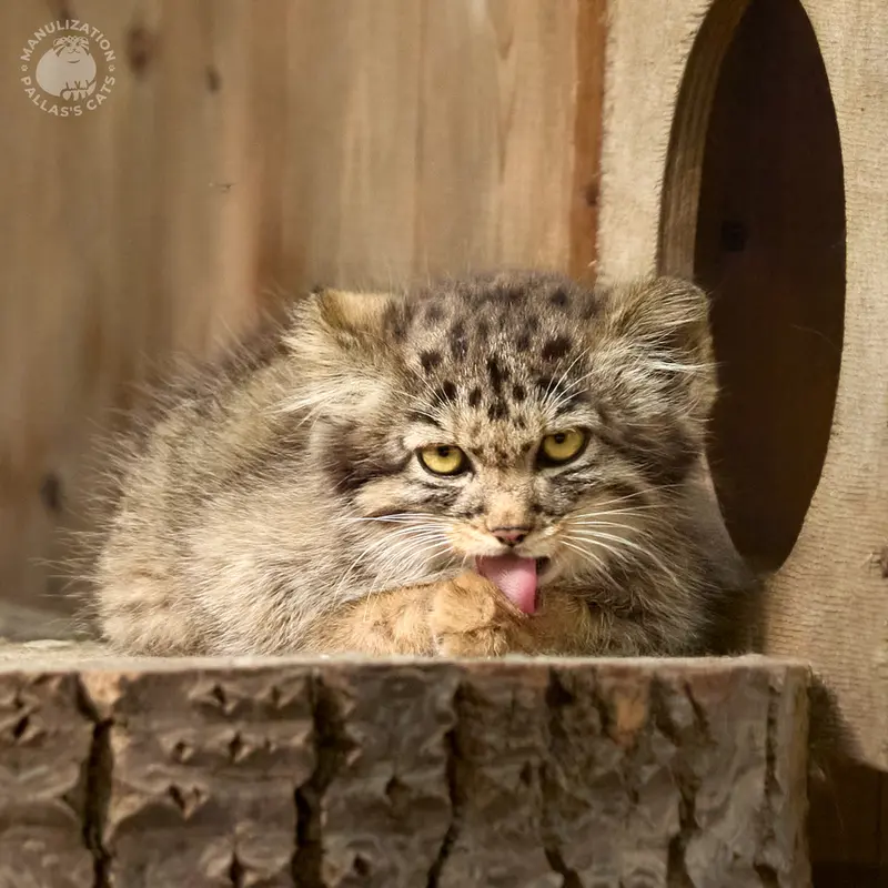 A photograph of Daughter of Adele b.2026 Ⅳ in Novosibirsk Zoo