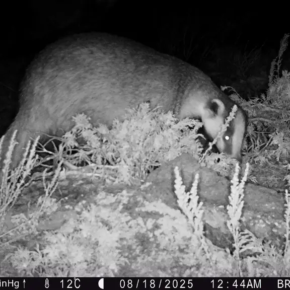 A photograph of Asian badger from Shubaraigyr [new] camera trap