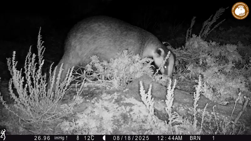 A photograph of Asian badger from Shubaraigyr [new] camera trap