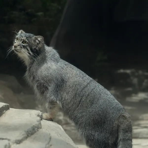 A photograph of Oto in Kobe Animal Kingdom