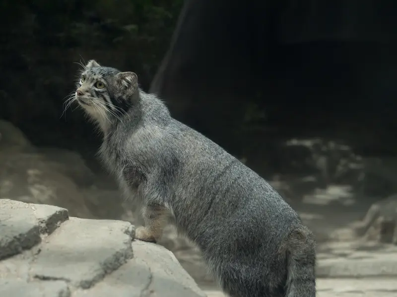 A photograph of Oto in Kobe Animal Kingdom