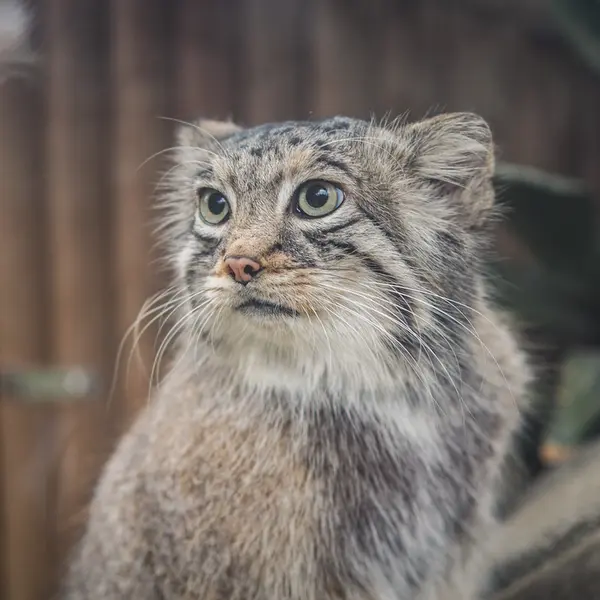 A photograph of Az in Kobe Animal Kingdom
