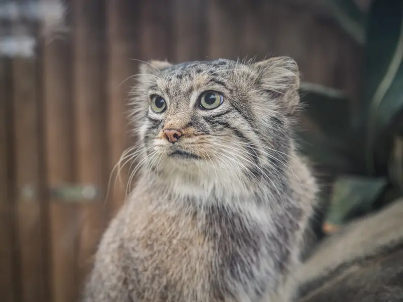 A photograph of Az in Kobe Animal Kingdom