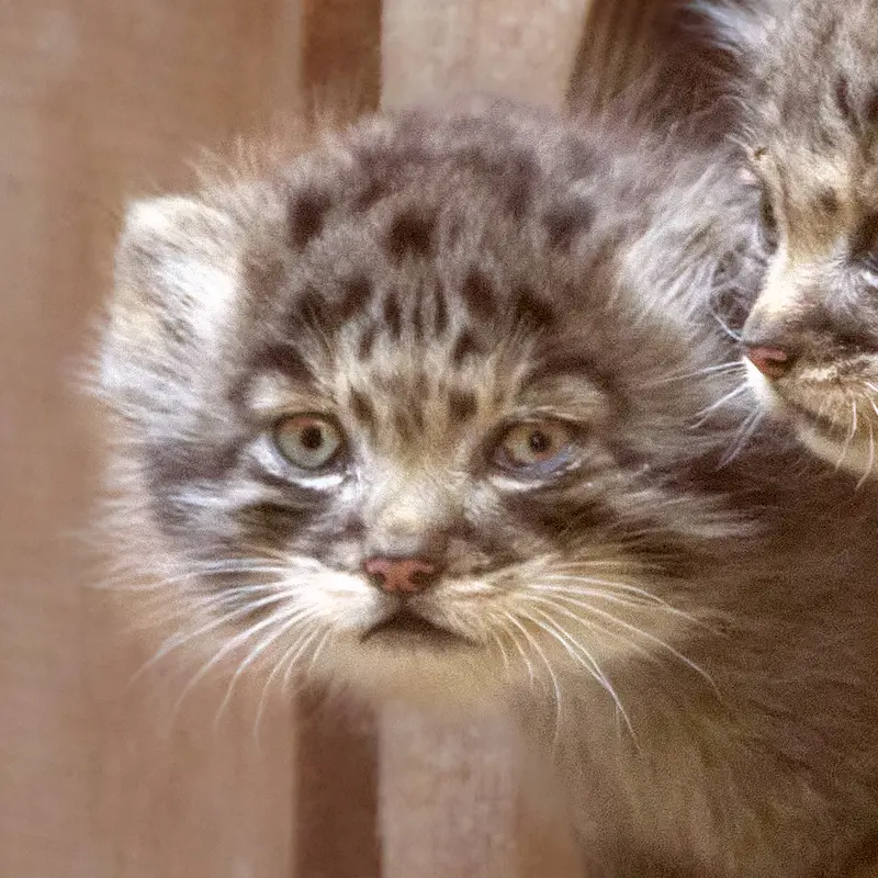 Kitten of Lolo b.2026 Ⅱ the Pallas's cat from Novosibirsk Zoo