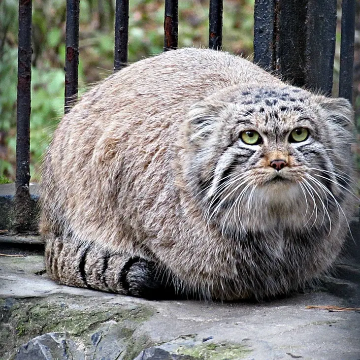 A photograph of a Pallas's cat in Novosibirsk Zoo
