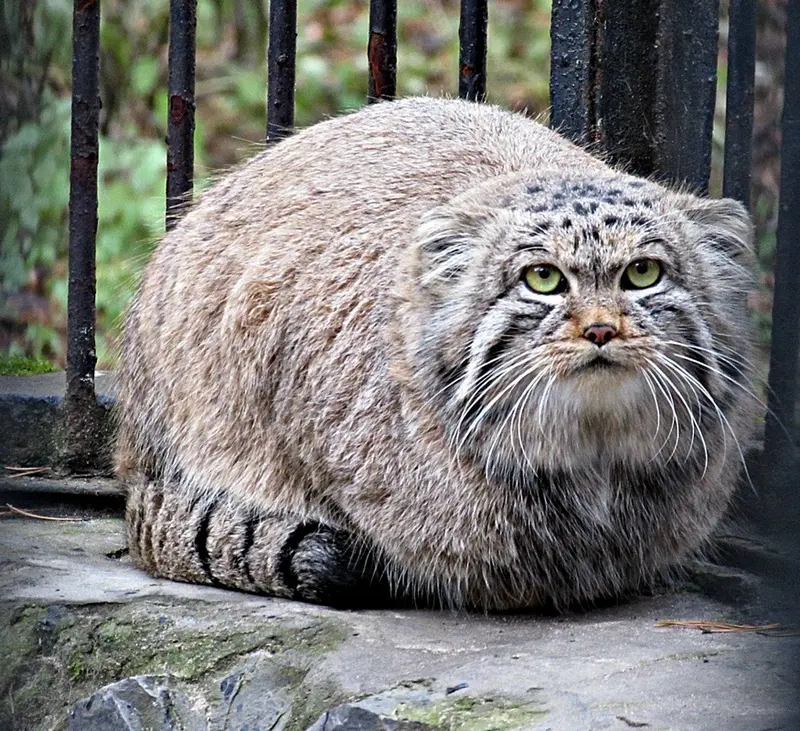 A photograph of a Pallas's cat in Novosibirsk Zoo