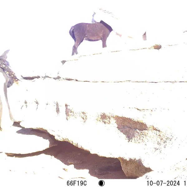 A photograph of Horse from Bektauata 1 camera trap