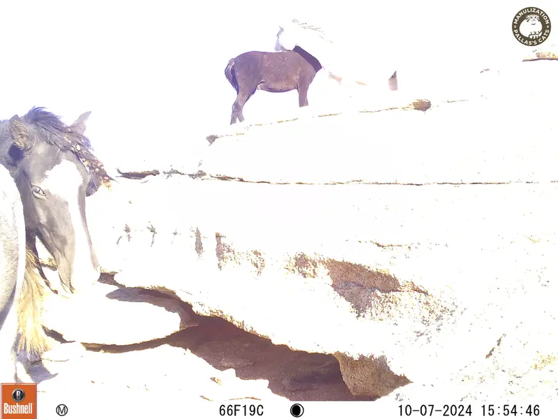 A photograph of Horse from Bektauata 1 camera trap