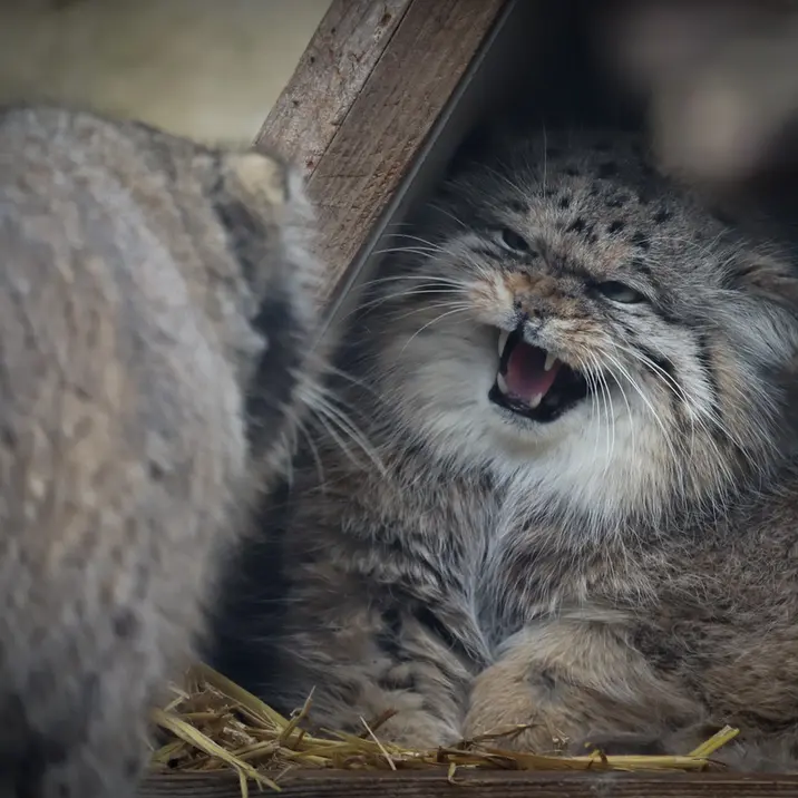 A photograph of Pomponnette and Vorace in Lille Zoo