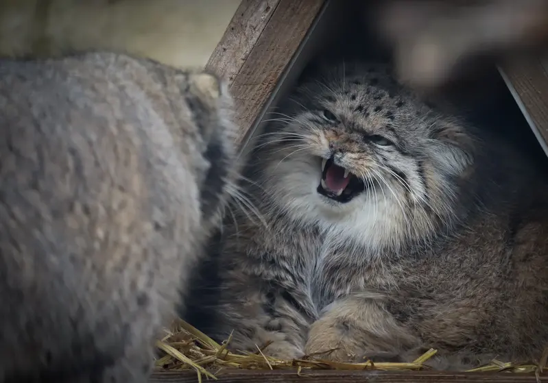 A photograph of Pomponnette and Vorace in Lille Zoo