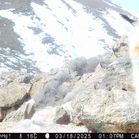 A photograph of Red fox from Zhundy 2 [new] camera trap