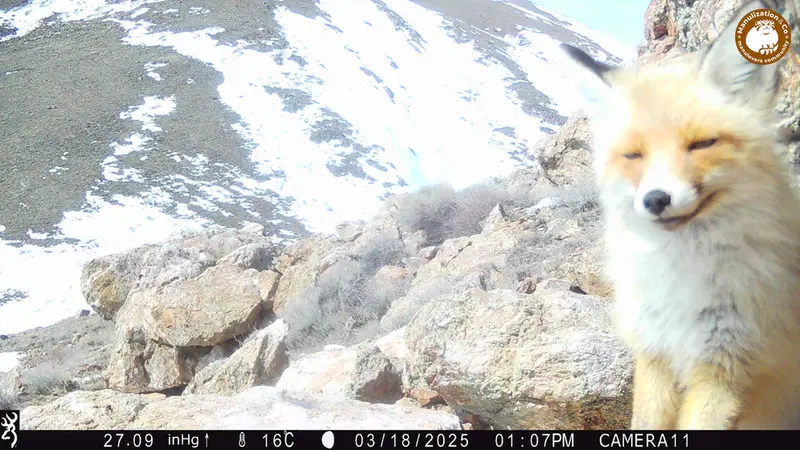 A photograph of Red fox from Zhundy 2 [new] camera trap