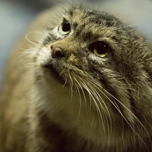 A photograph of Primula in Ueno Zoological Gardens