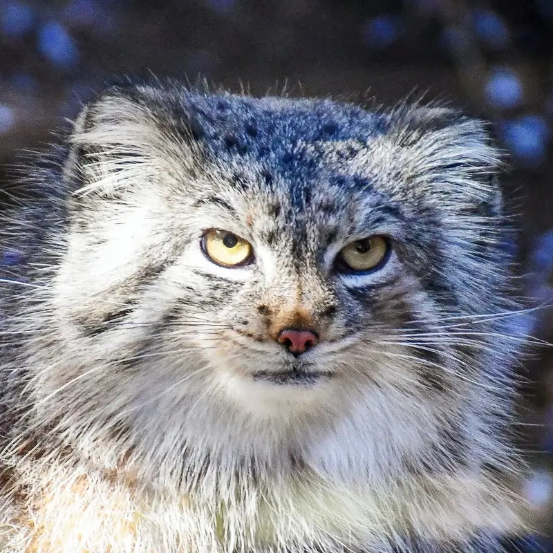 Nancy the Pallas's cat from Cheyenne Mountain Zoo