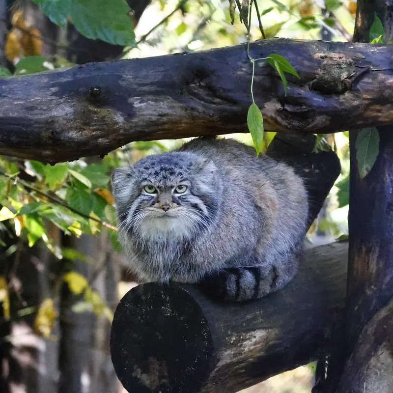 A photograph of Zosya in Novosibirsk Zoo