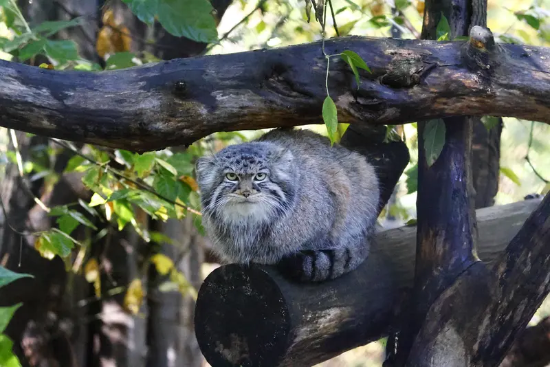 A photograph of Zosya in Novosibirsk Zoo
