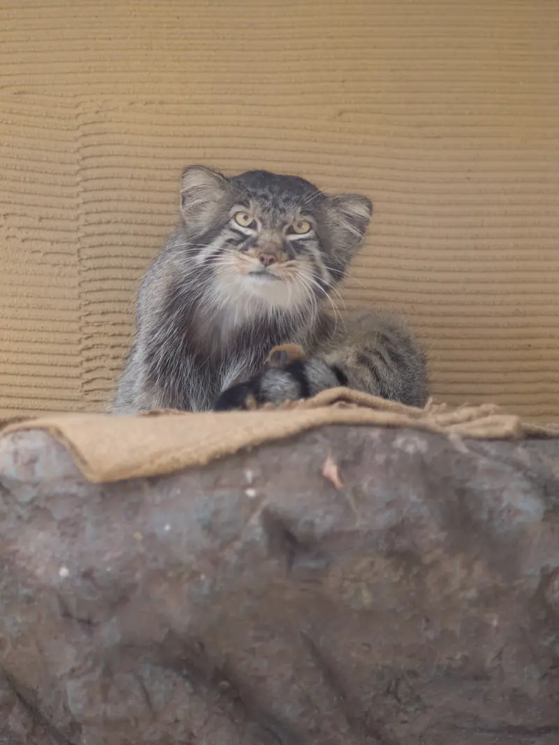 A photograph of Hide in Asahiyama Zoo