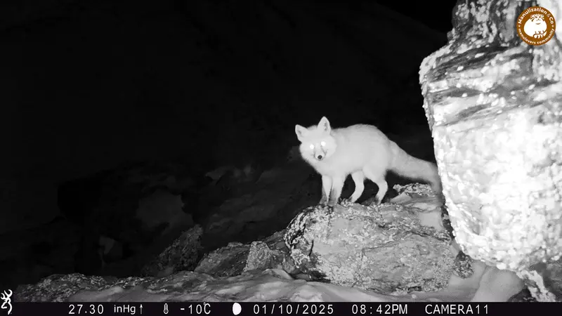 A photograph of Red fox from Zhundy 2 camera trap
