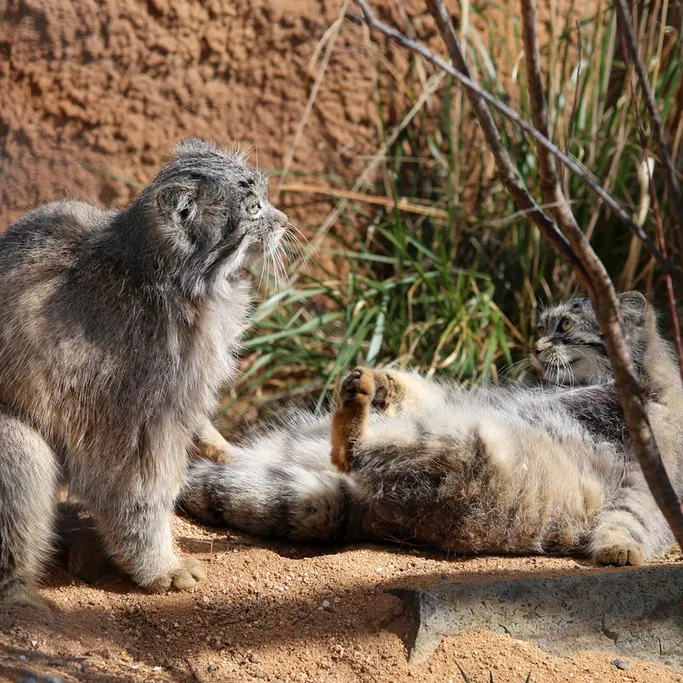 A photograph of Prinsessa and Spay in Prague Zoo