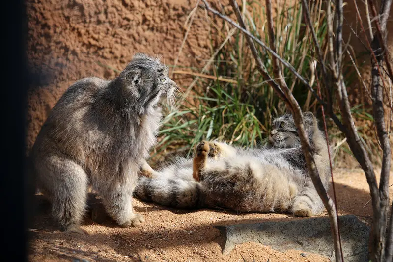 A photograph of Prinsessa and Spay in Prague Zoo