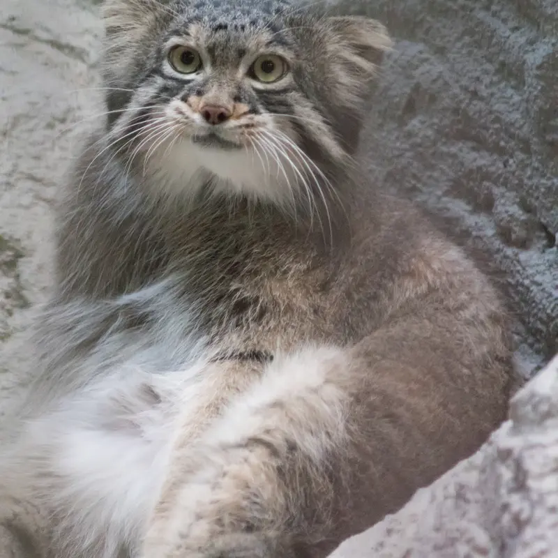 A photograph of Figa in Nogeyama Zoo