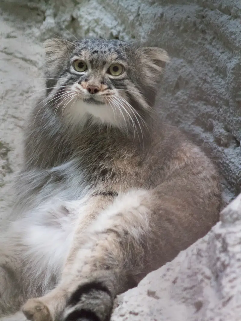 A photograph of Figa in Nogeyama Zoo