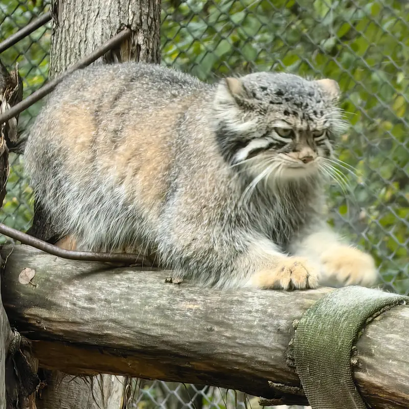 A photograph of Eve in Novosibirsk Zoo