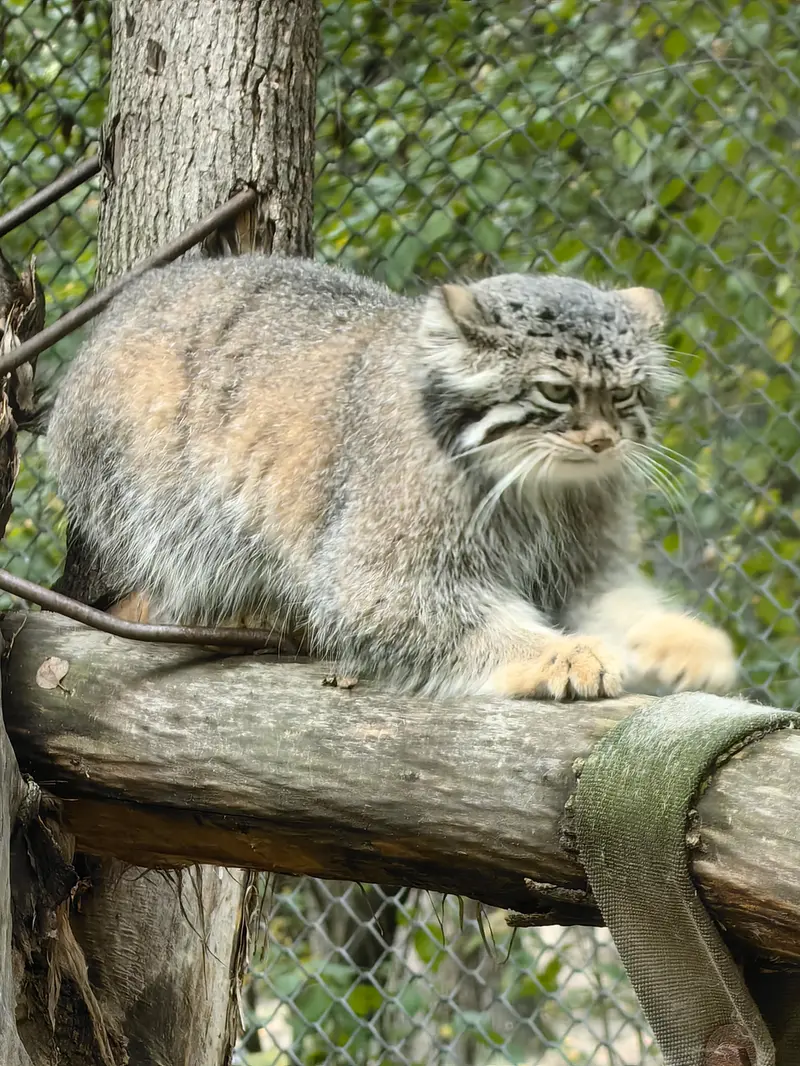 A photograph of Eve in Novosibirsk Zoo
