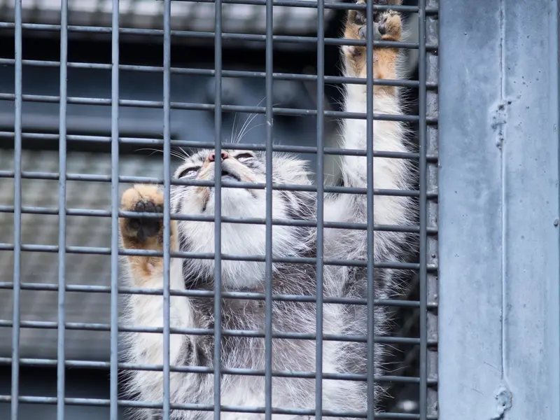 A photograph of Hide in Asahiyama Zoo