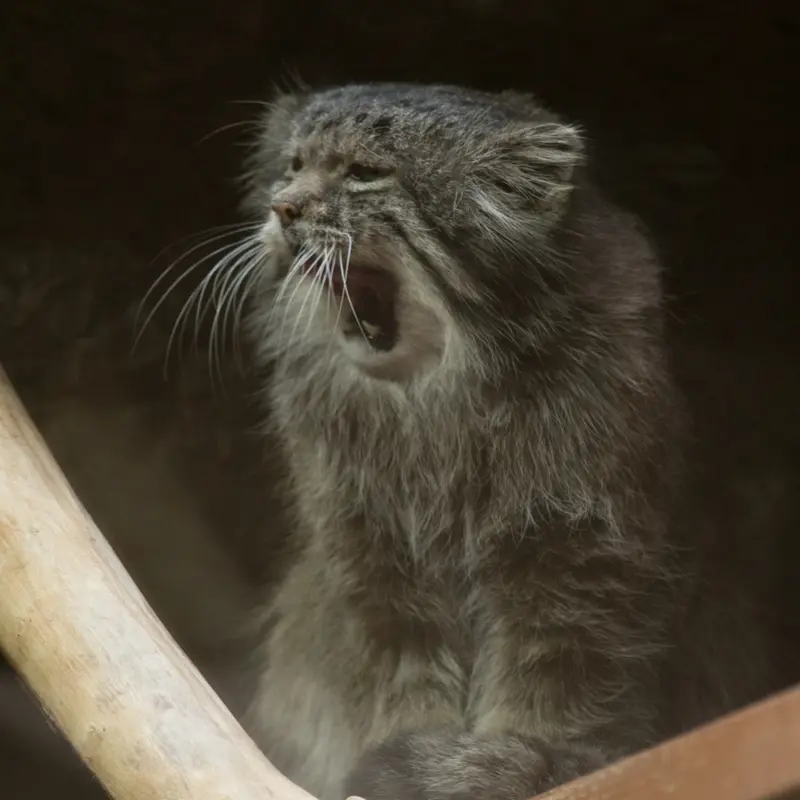 A photograph of Klyon in Ueno Zoological Gardens
