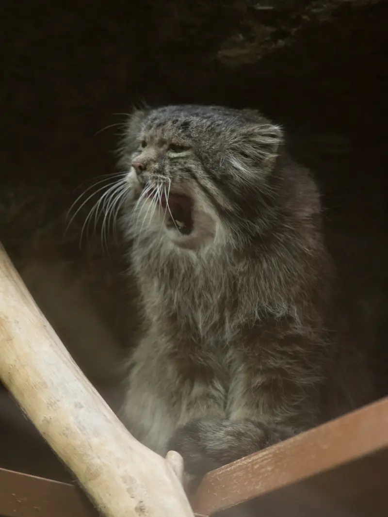 A photograph of Klyon in Ueno Zoological Gardens