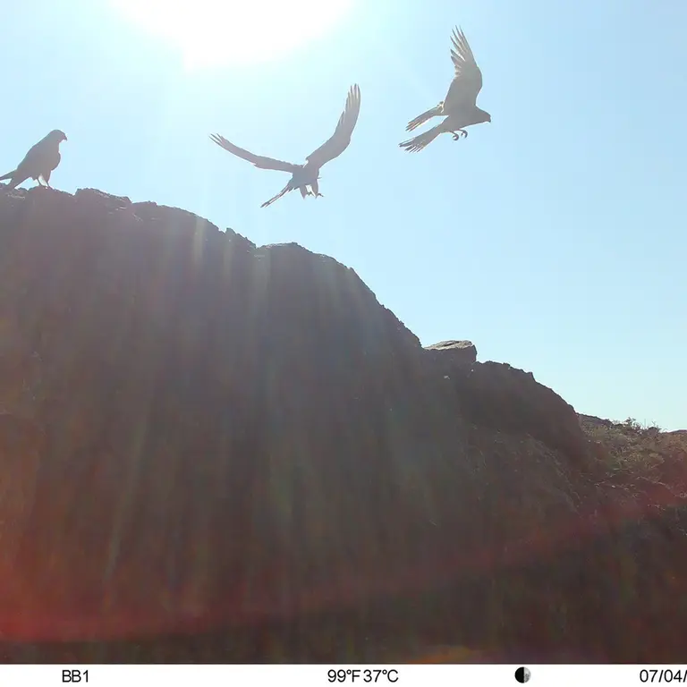 A photograph of Lesser kestrel from Aktas-Kunkora [new] camera trap