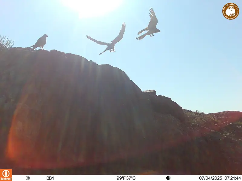 A photograph of Lesser kestrel from Aktas-Kunkora [new] camera trap